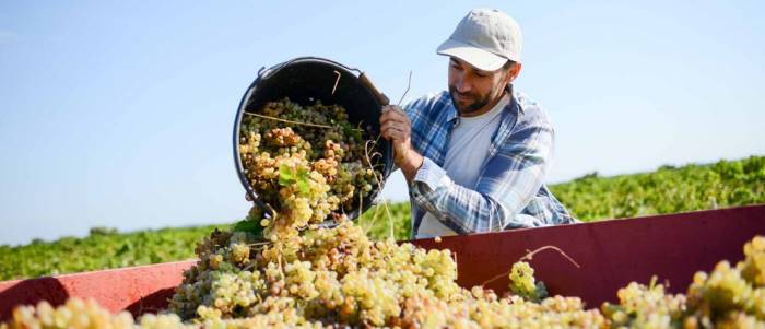 Bordeaux Winegrowers Struggle as Oversupply and Falling Prices Threaten Industry Stability