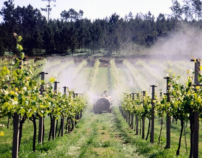 Study Finds Elevated Pesticide Exposure for Residents Living Near French Vineyards