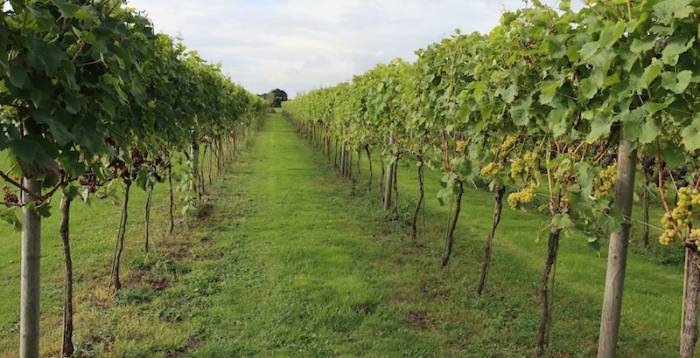 Connecticut Vineyards Experience Early Grape Harvest Amid Unusually Hot, Dry Summer