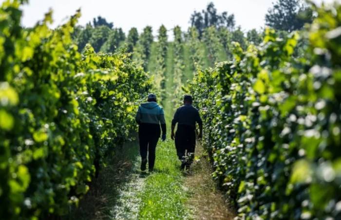 Warming Temperatures Revive Northern German Vineyards as Climate Change Alters Wine Industry
