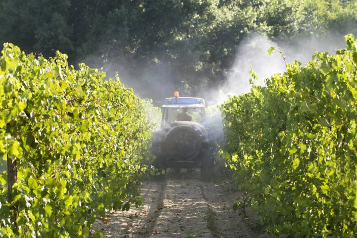 Young Children Near French Vineyards Face Higher Pesticide Exposure, Study Finds