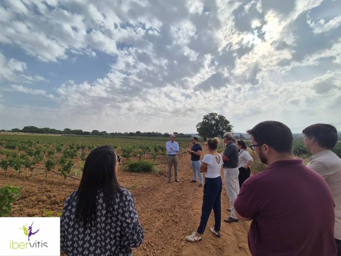 Ibervitis impulsa viñedos policlonales en España y Portugal para afrontar el cambio climático