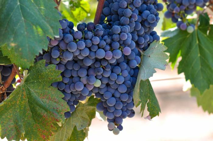 La bajada de precios de la uva en Ribera del Duero amenaza la viabilidad de los viticultores