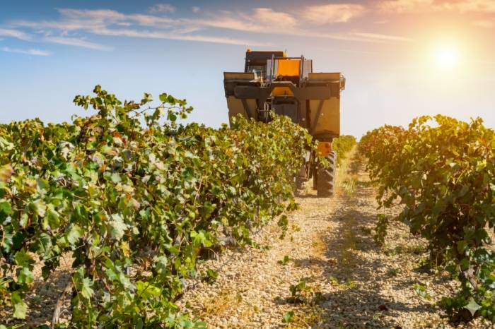 La vendimia en Castilla-La Mancha sufre una caída del 18 por ciento por el calor extremo de agosto