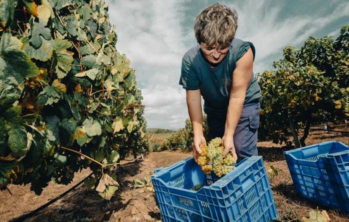 La vendimia en Rías Baixas