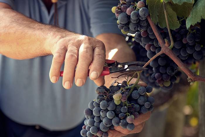 La vendimia en Cariñena prevé un aumento del 7,6 por ciento pero sigue por debajo de la media