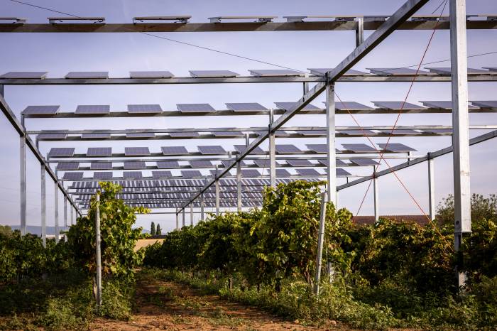 Viñedos solares experimentan con energía fotovoltaica y agricultura sostenible en Cataluña y Albacete