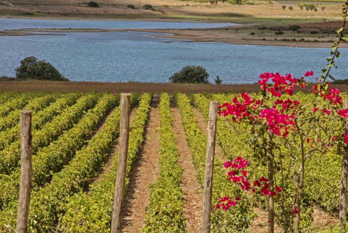 Sicilia DOC Consortium Expands U.S. Presence at Vinitaly.USA in Chicago