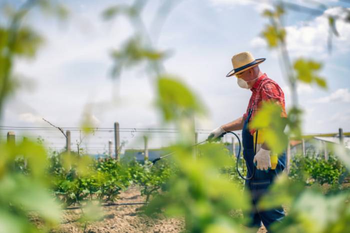 French Organic Winegrowers Confront Stricter Limits on Copper Fungicides Amid Safety Concerns