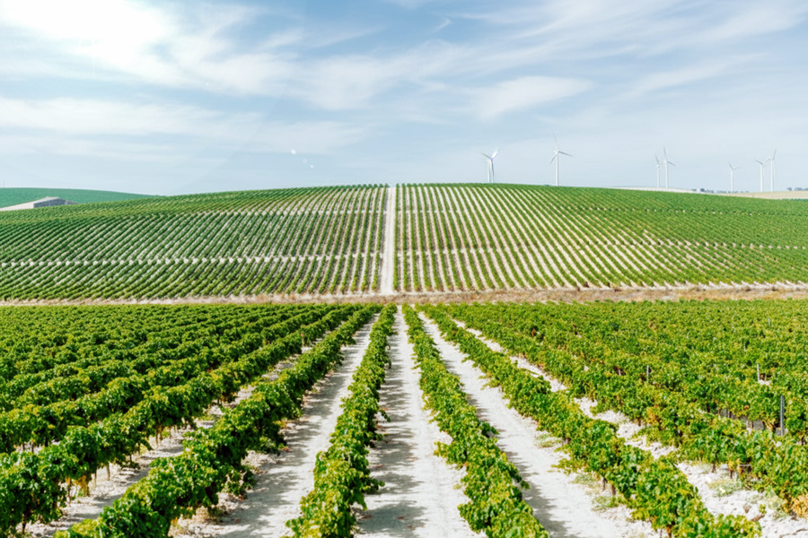 viñedo jerez