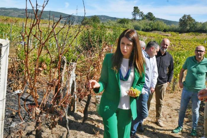 La Xunta refuerza el apoyo al sector vitivinícola gallego tras los incendios en Ourense
