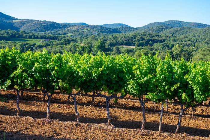 Grapevine Trunk Disease Microbiomes Shaped by Region and Genetics, Portuguese Study Finds
