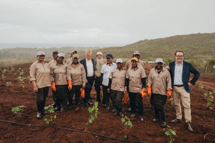 French Vines Planted in Mauritius Signal Ambitious Bid for Tropical Wine Industry