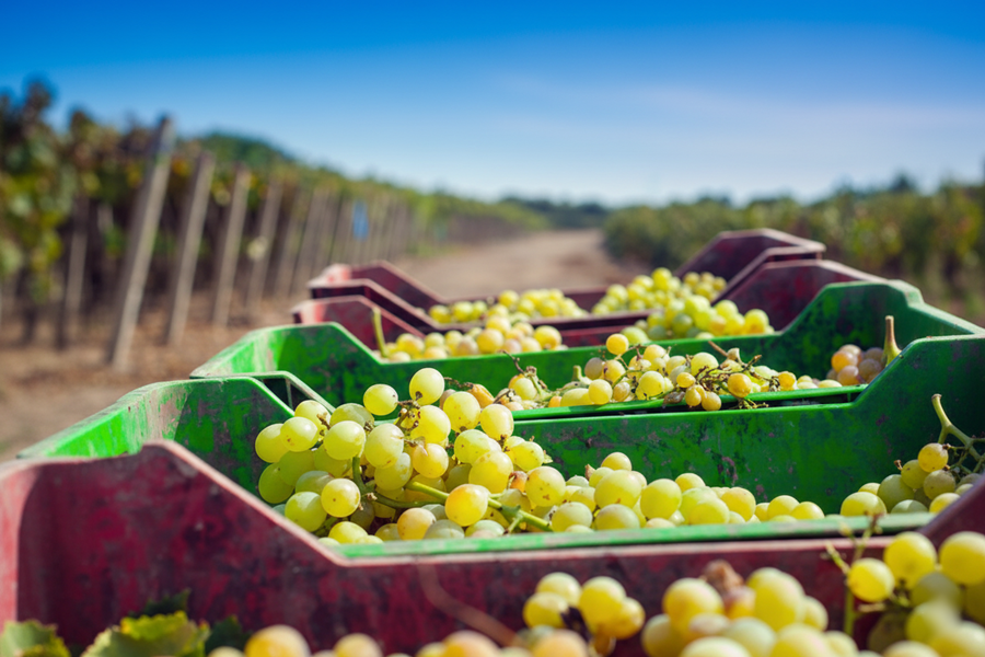 uvas de vendimia en cajas