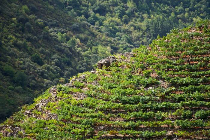 La Ribeira Sacra logra 17 premios en el Mondial des Vins Extrêmes de Italia