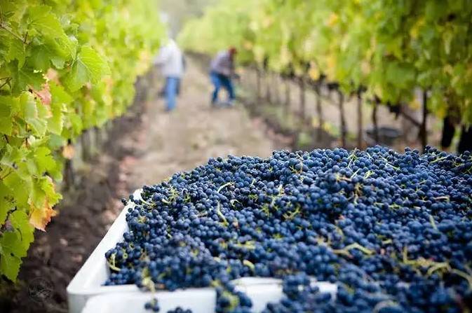 Italian Wine Production Forecast Drops as 2025 Grape Harvest Yields Fall Short