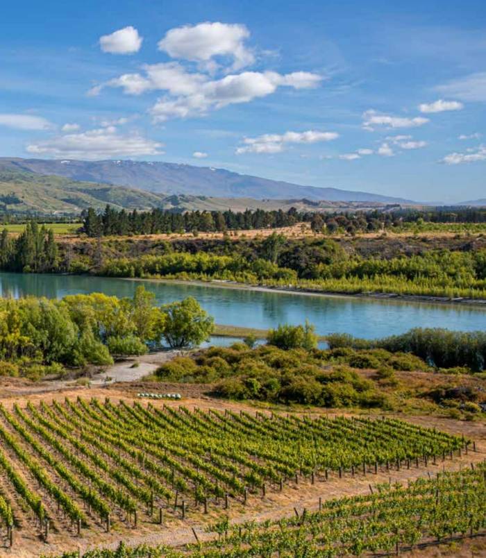 New Zealand Wine Industry Faces Export Slowdown and Domestic Decline Amid Global Uncertainty