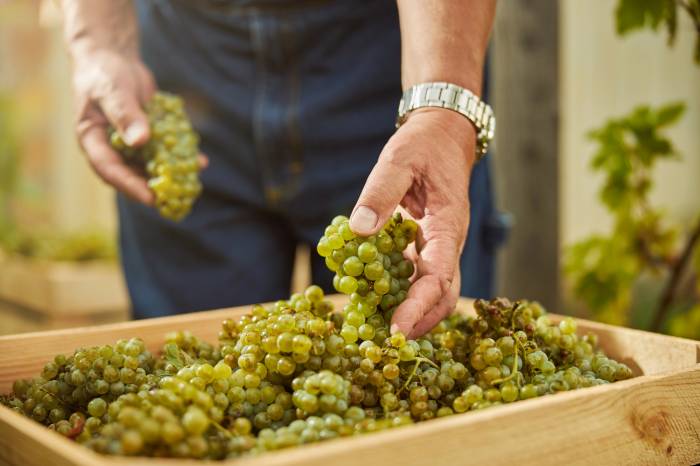 California Winemakers Anticipate Exceptional 2025 Vintage Amid Favorable Weather and Steady Harvest