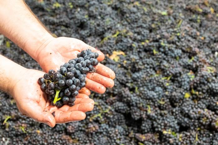 Wine Glut Forces Washington and California Vineyards to Dump Grapes Amid Industry Downturn