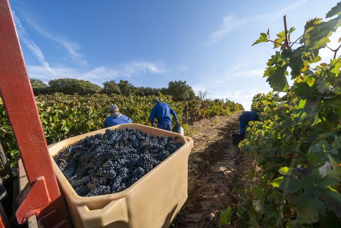 Pradorey abre su vendimia vip con experiencias enogastronómicas y alojamiento en la Ribera del Duero