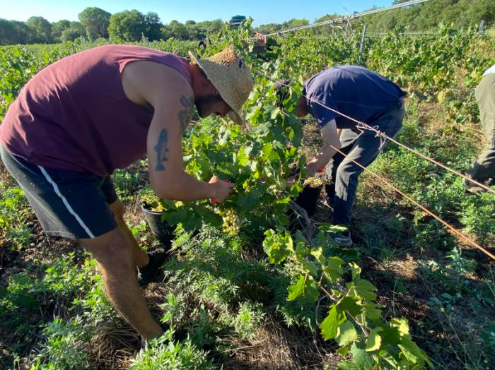La vendimia en el Empordà prevé una producción media tras superar la sequía