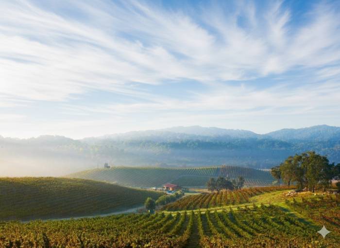 San Luis Obispo County wineries struggle as tariffs drive up production costs and threaten exports