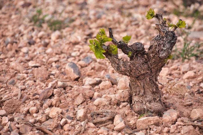Nanoparticle Treatments Show Promise Against Deadly Grapevine Trunk Diseases