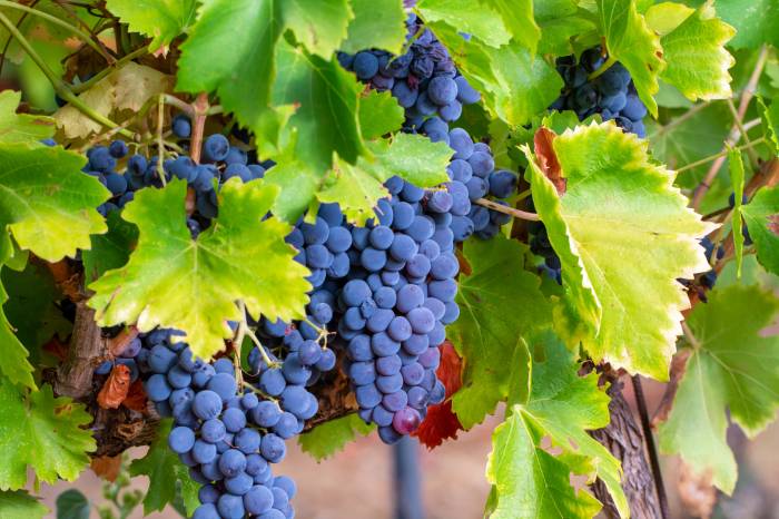 La garnacha gana terreno en Argentina con un crecimiento récord en el último año