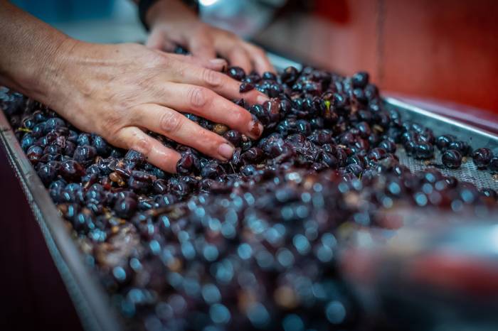 Artificial Intelligence Transforms Grape Selection at Italian Winery Ahead of 2025 Harvest
