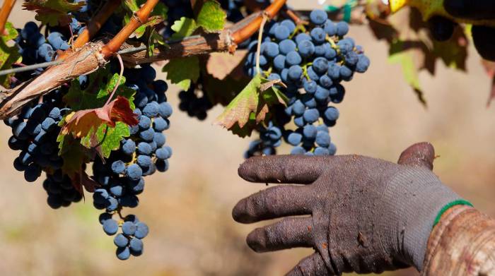 California wine industry faces historic oversupply as growers abandon vineyards and leave grapes unharvested
