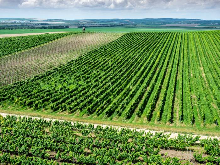 Mediterranean Vineyards Turn to Green Manure for Climate Resilience