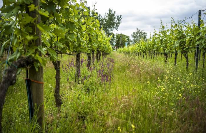 Austria leads global organic wine production with a quarter of vineyards certified