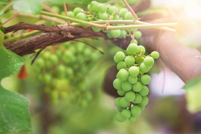 Distinct Vineyard Microbiomes Persist Through Winemaking, Study Finds