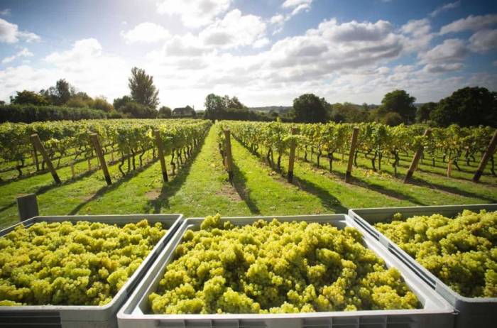 Record-Breaking UK Summer Fuels Optimism for 2025 Wine Vintage
