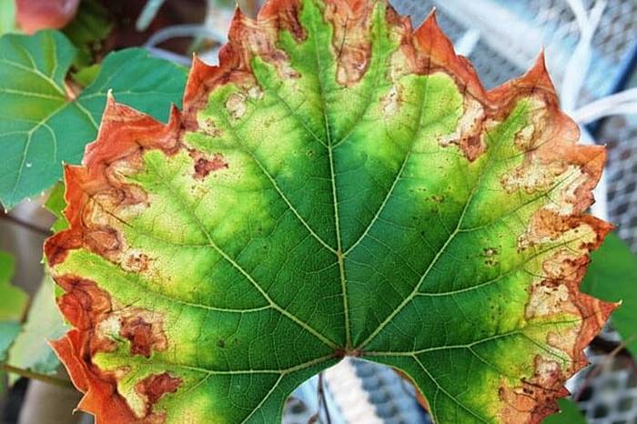 High-resolution climate data reveals rising Pierce’s disease threat to global vineyards