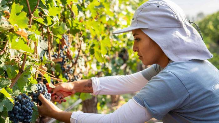 Croatian Winemakers Celebrate Best Grape Harvest in a Decade Across Central and Northwest Regions
