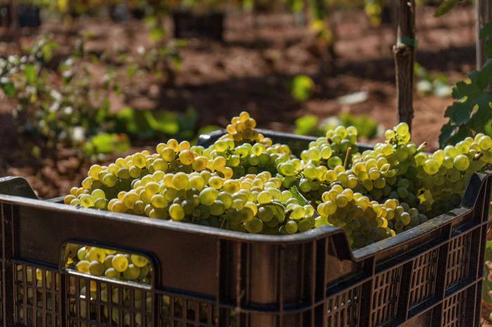 La vendimia en la Denominación de Origen Monterrei arranca este domingo con la recogida manual de uva