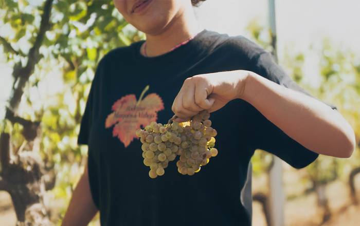 Bodegas Marqués de Vizhoja cierra una vendimia con resultados superiores a lo previsto en Pontevedra