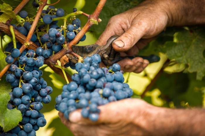 Valpolicella Launches 2025 Grape Harvest With Focus on Quality and Tradition