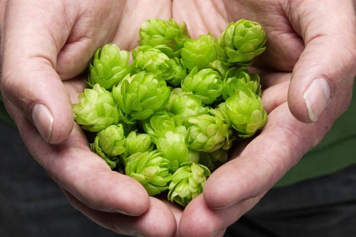 The Lupulin Exchange Expands to Europe in Partnership With Yakima Chief Hops