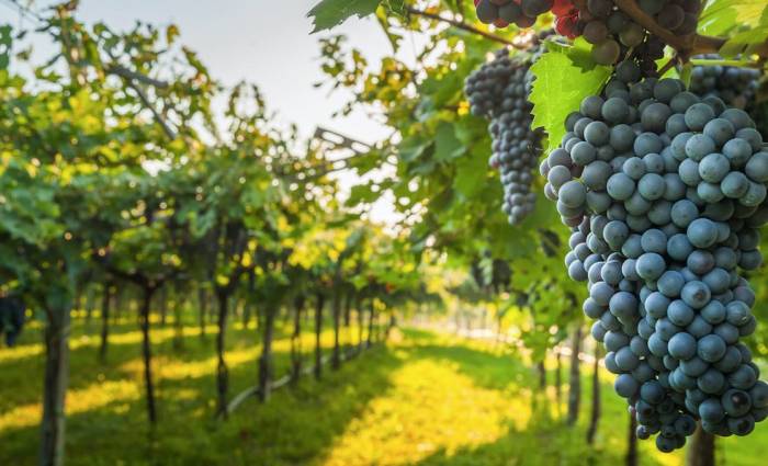 Brazilian Coffee Region Reinvents Itself as Emerging Wine Tourism Hub
