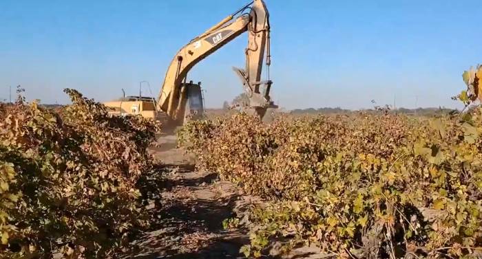 California Wineries Grapple With Oversupply and Declining Demand Amid Shifting Consumer Preferences