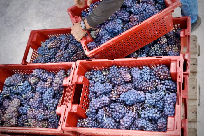 La vendimia en Ribeira Sacra supera los 300.000 kilos de uva recogidos a comienzos de septiembre