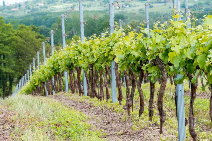 Italian Study Combines Radar and Optical Satellites to Track Vineyard Growth in Oltrepò Pavese