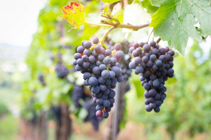 Artificial Intelligence Model Enhances Grape Growth Predictions for Vineyards
