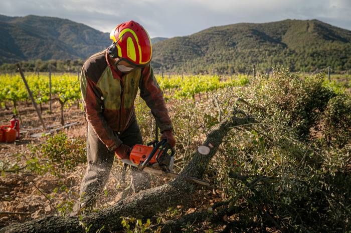 Familia Torres refuerza su compromiso con la gestión forestal sostenible en el Penedès y Garraf