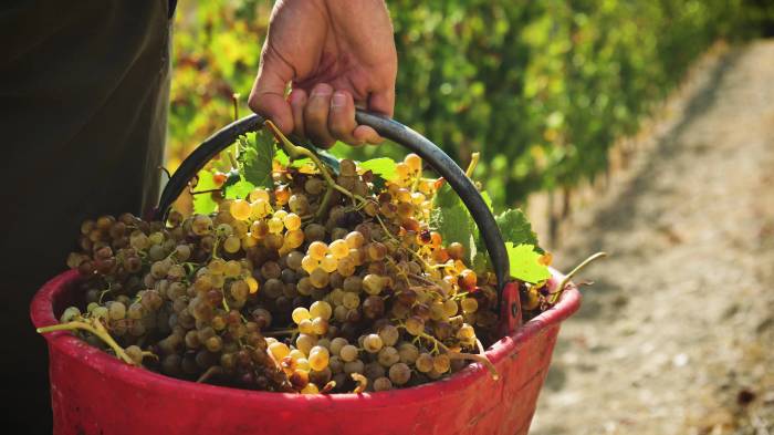 French Wine Production Rises Slightly but Remains Below Historical Averages Amid Climate and Market Pressures