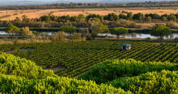 Languedoc-Roussillon Vineyards Navigate Extreme Weather in 2025 Harvest
