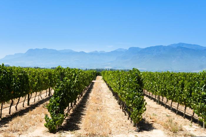 Unión de Uniones reclama al Ministerio una estrategia clara para el sector vitivinícola ante la crisis