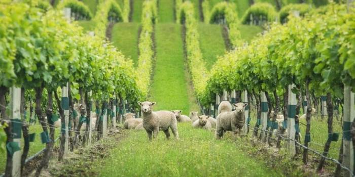 Winegrowers Worldwide Reintroduce Animals to Vineyards in Shift Away From Chemicals and Machinery